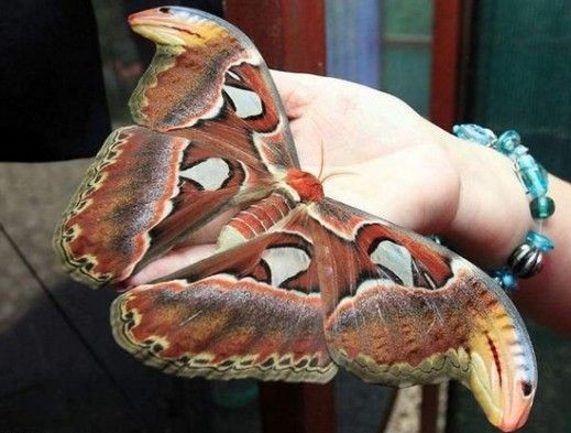 20 интересных фактов о бабочках — СТО ФАКТОВ